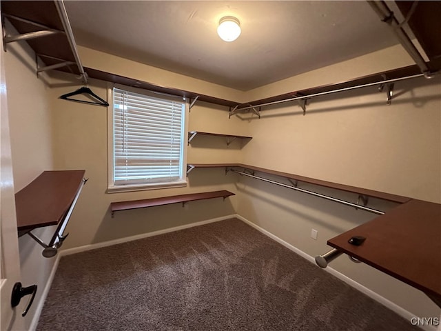 spacious closet featuring carpet flooring