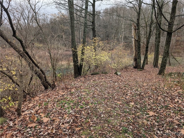 view of local wilderness