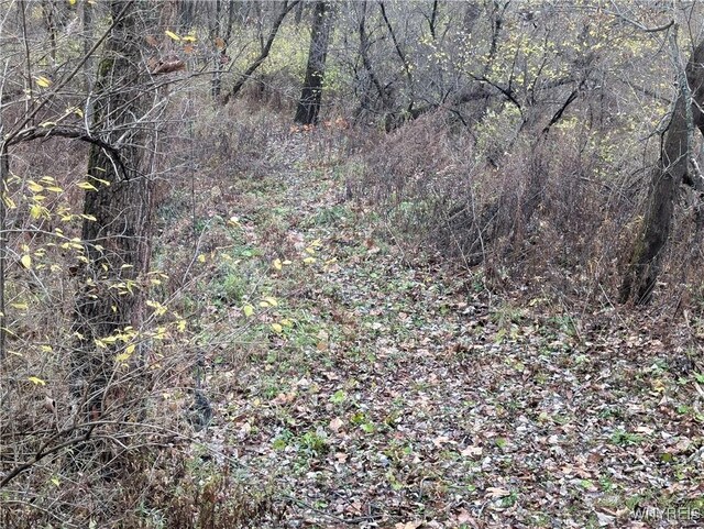 3831 Creek Rd, Yorkshire, NY 14030 - view of woods