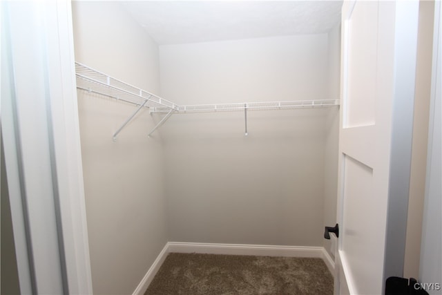 walk in closet with carpet floors