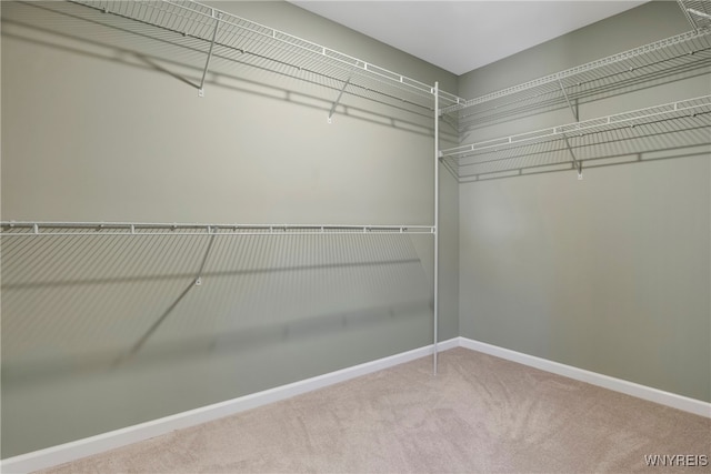 spacious closet featuring carpet