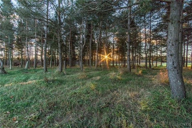 view of local wilderness