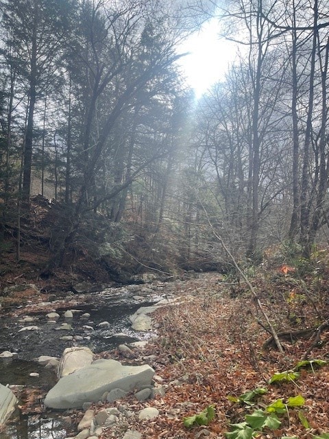 view of local wilderness