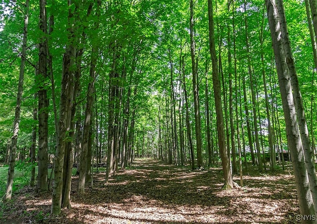 view of local wilderness