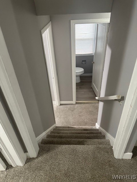 stairway featuring carpet flooring