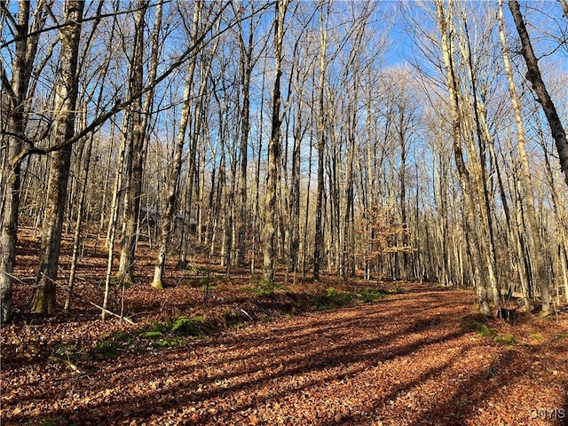 view of local wilderness