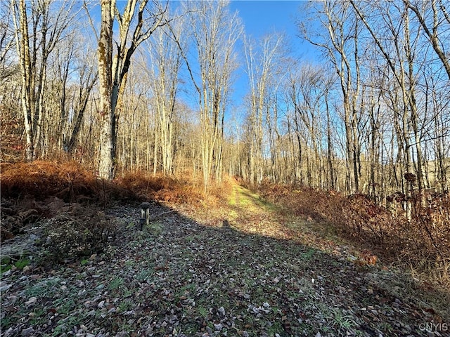 view of local wilderness