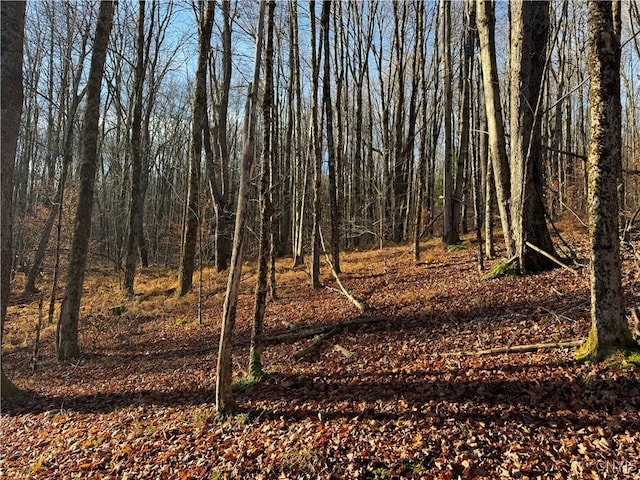 view of local wilderness