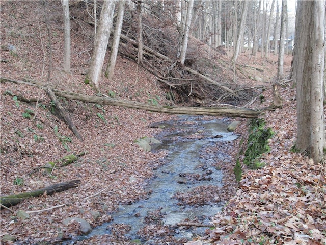 view of local wilderness