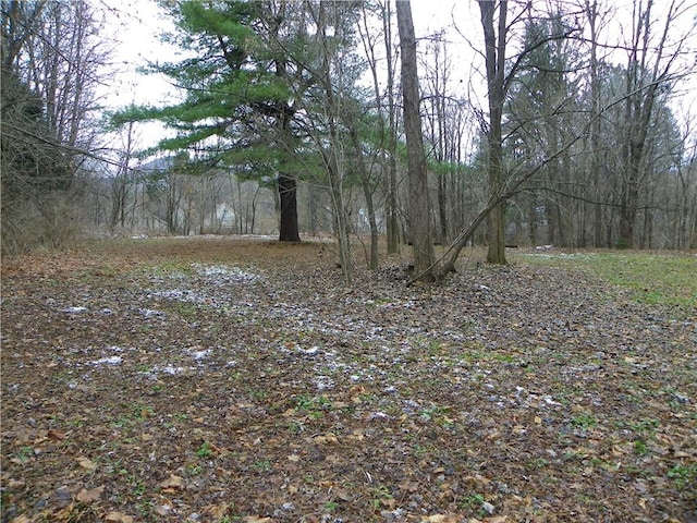 view of local wilderness