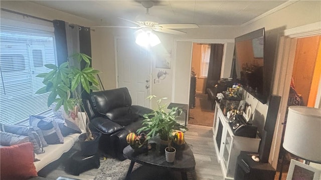 living room featuring hardwood / wood-style flooring, ceiling fan, and ornamental molding