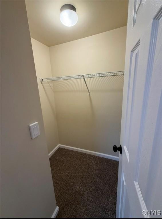 walk in closet featuring carpet floors