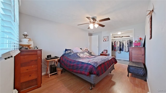 bedroom featuring ceiling fan, a walk in closet, light wood-type flooring, and a closet