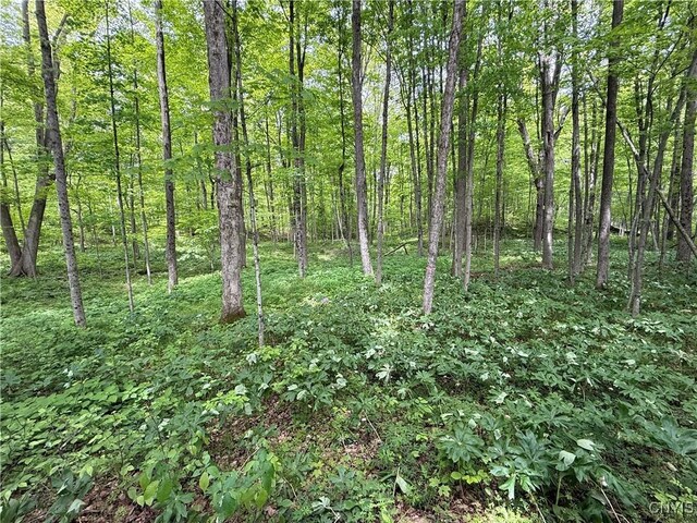 170 Fisher Settlement Rd, Spencer, NY 14883 - photo 6
