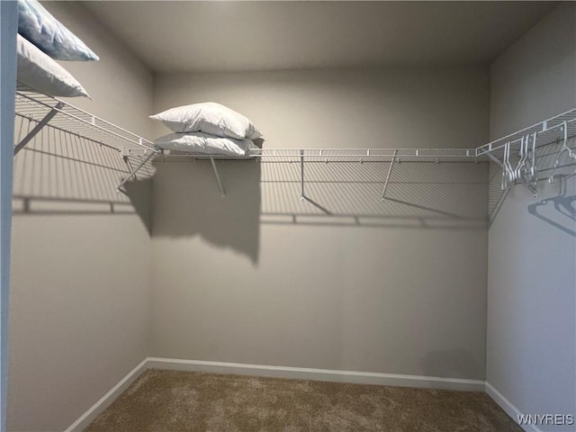 walk in closet with carpet flooring