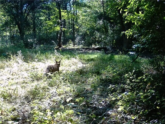9539 Bronson Rd, Dansville, NY 14572 - view of landscape