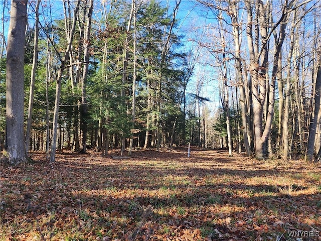 view of local wilderness