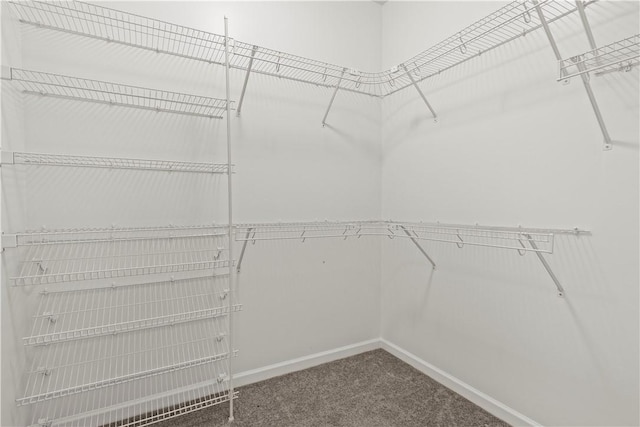 spacious closet featuring carpet