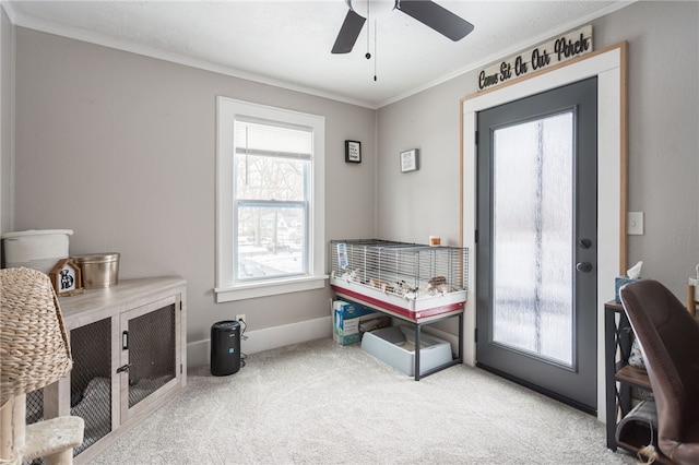 office featuring ceiling fan, crown molding, and carpet flooring