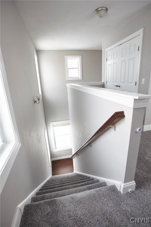 stairway featuring carpet floors