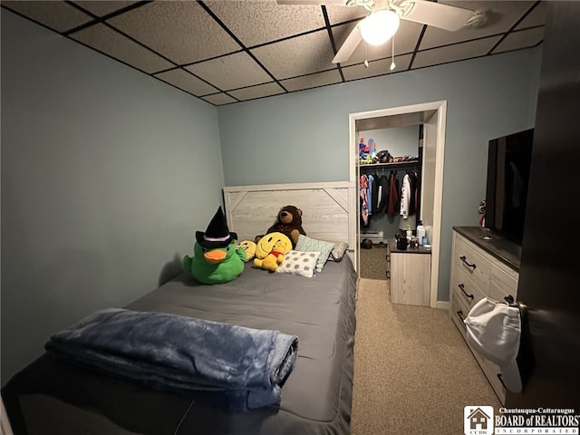 carpeted bedroom featuring ceiling fan, a walk in closet, a closet, and a drop ceiling