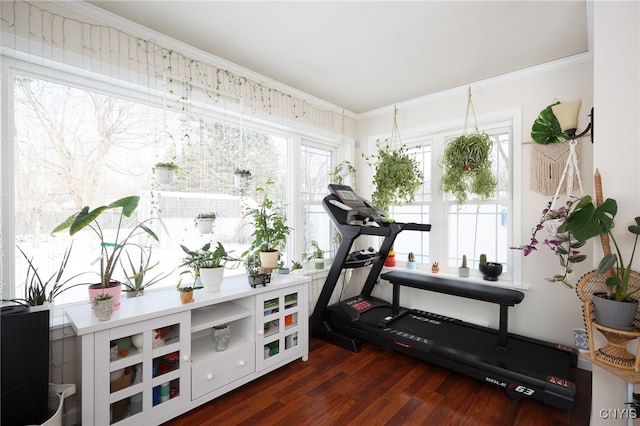 exercise room featuring crown molding and dark hardwood / wood-style floors