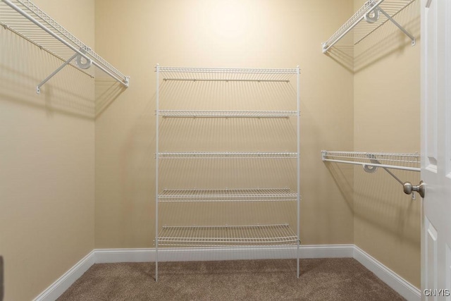 walk in closet with carpet floors