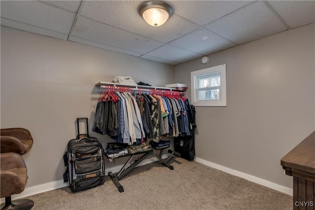 spacious closet featuring a drop ceiling and carpet floors