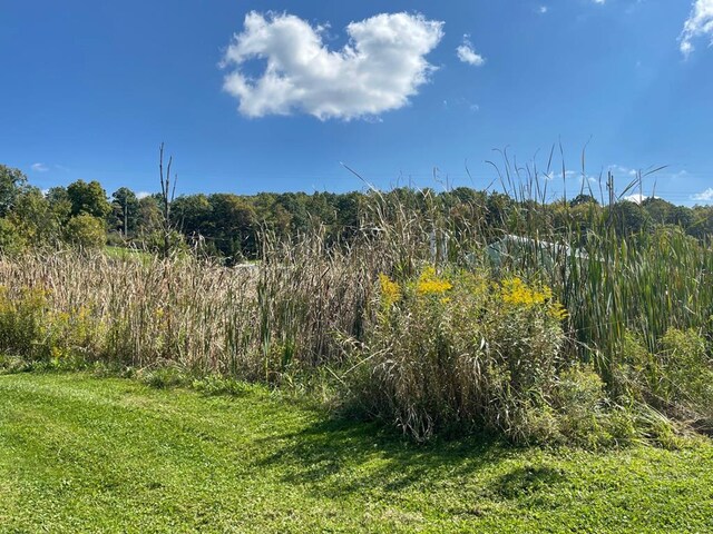 72 Hickory Grove Rd, Horseheads, NY 14845 - view of undeveloped land