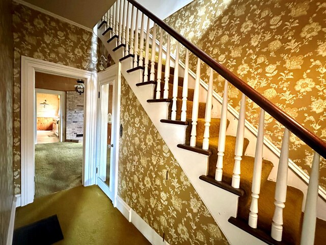 staircase featuring carpet flooring