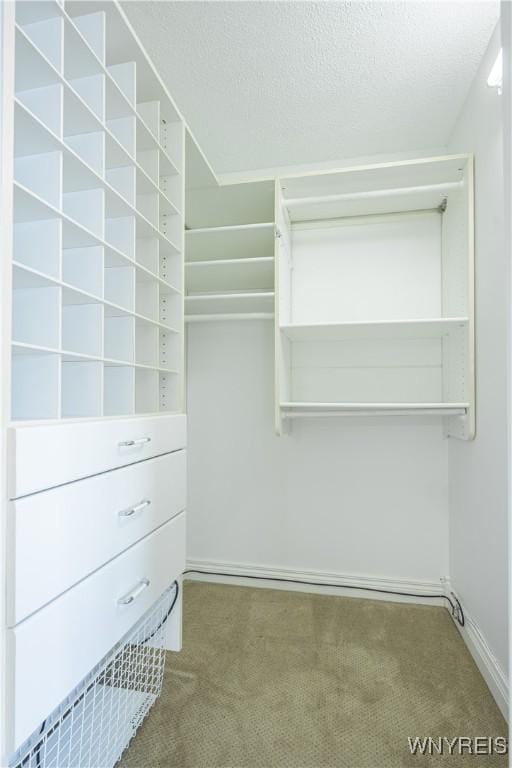 spacious closet featuring carpet