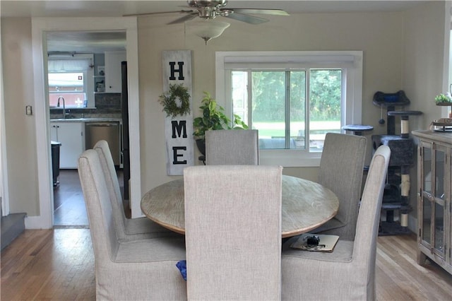 dining area featuring a healthy amount of sunlight, sink, ceiling fan, and light hardwood / wood-style flooring