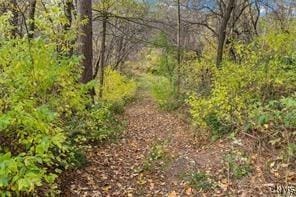 view of local wilderness