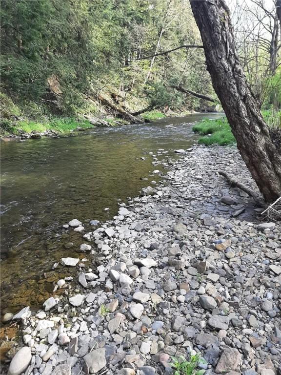 view of local wilderness