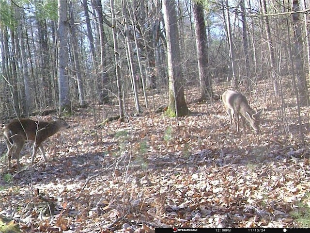 view of local wilderness