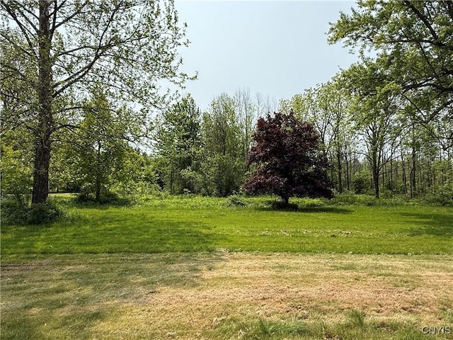 555 County Route 51, New Haven, NY 13114 - view of undeveloped land