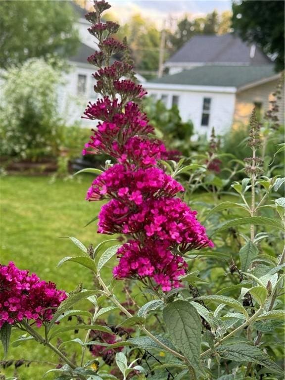405 2nd Ave, Wayland, NY 14572 - view of yard