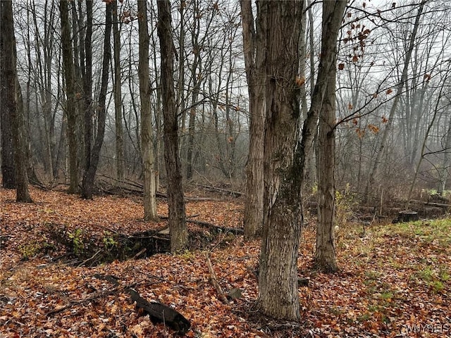 view of local wilderness