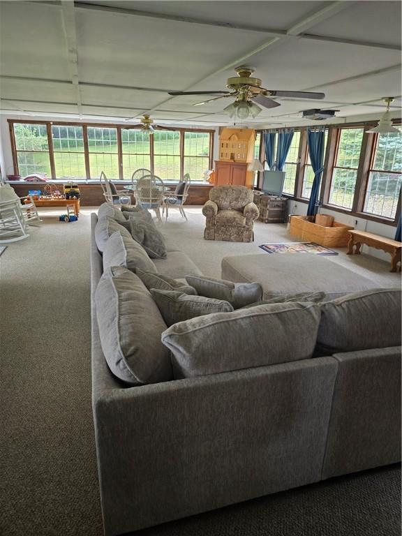 living room featuring ceiling fan, carpet, and a wealth of natural light