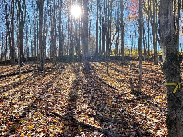 0 Freer Hollow Rd, Franklin, NY 13775 - photo 12