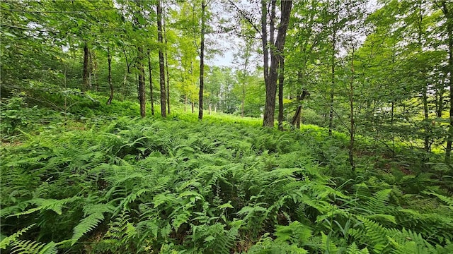 0 Freer Hollow Rd, Franklin, NY 13775 - photo 4