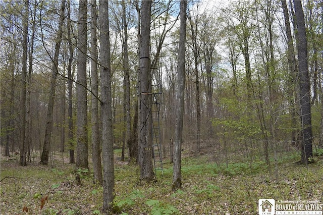 Earl Seaton Rd, Napoli, NY 14772 - photo 3