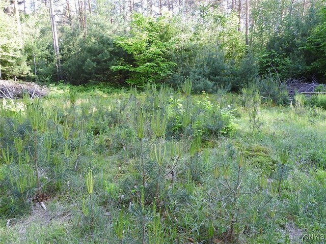 5206 Rugby Rd, Greig, NY 13345 - photo 11