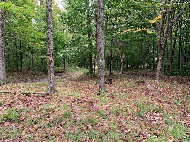 view of local wilderness with a forest view