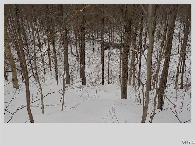 view of local wilderness