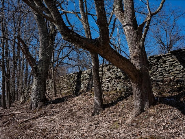 view of local wilderness