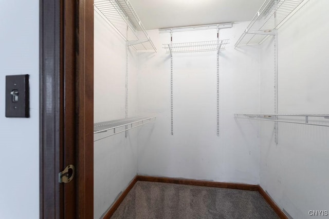 spacious closet featuring carpet flooring