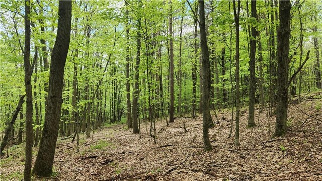 6291 Burke Rd, Prattsburgh, NY 14873 - photo 17
