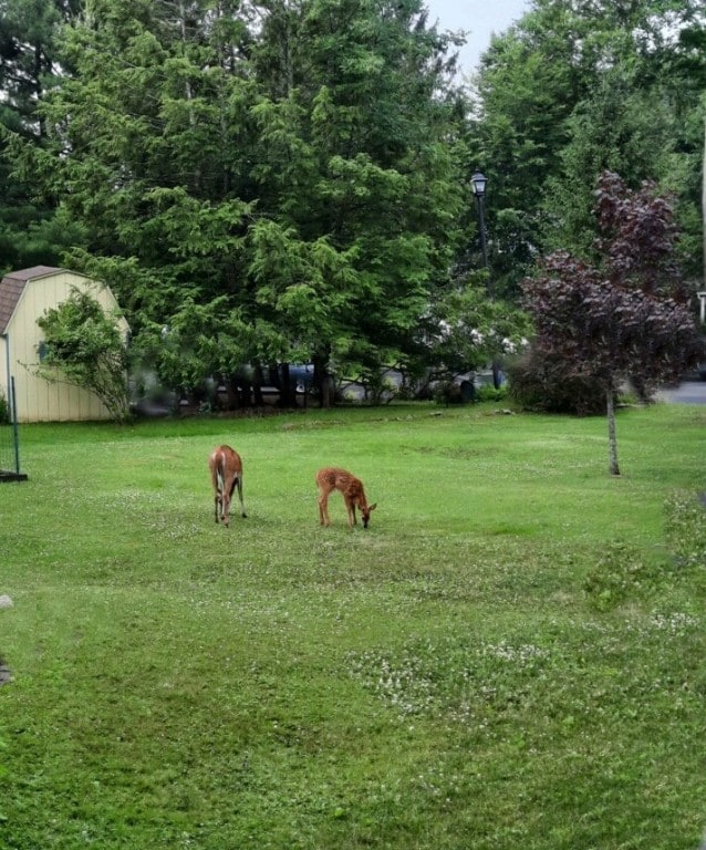 view of yard with a storage shed and an outbuilding