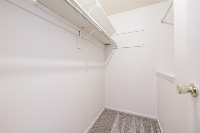 walk in closet featuring carpet flooring